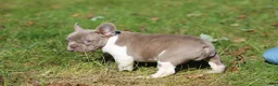French Bulldog dogs for sale: Bruno - Ad 2