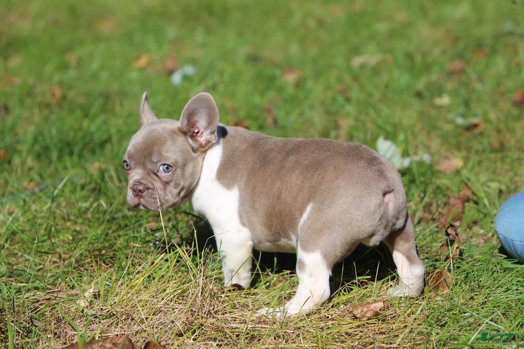 French Bulldog dogs for sale: Bruno - Ad 2