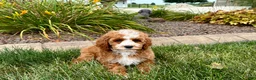 Cavapoo dogs for sale: Cavapoo female 1 - Ad 8