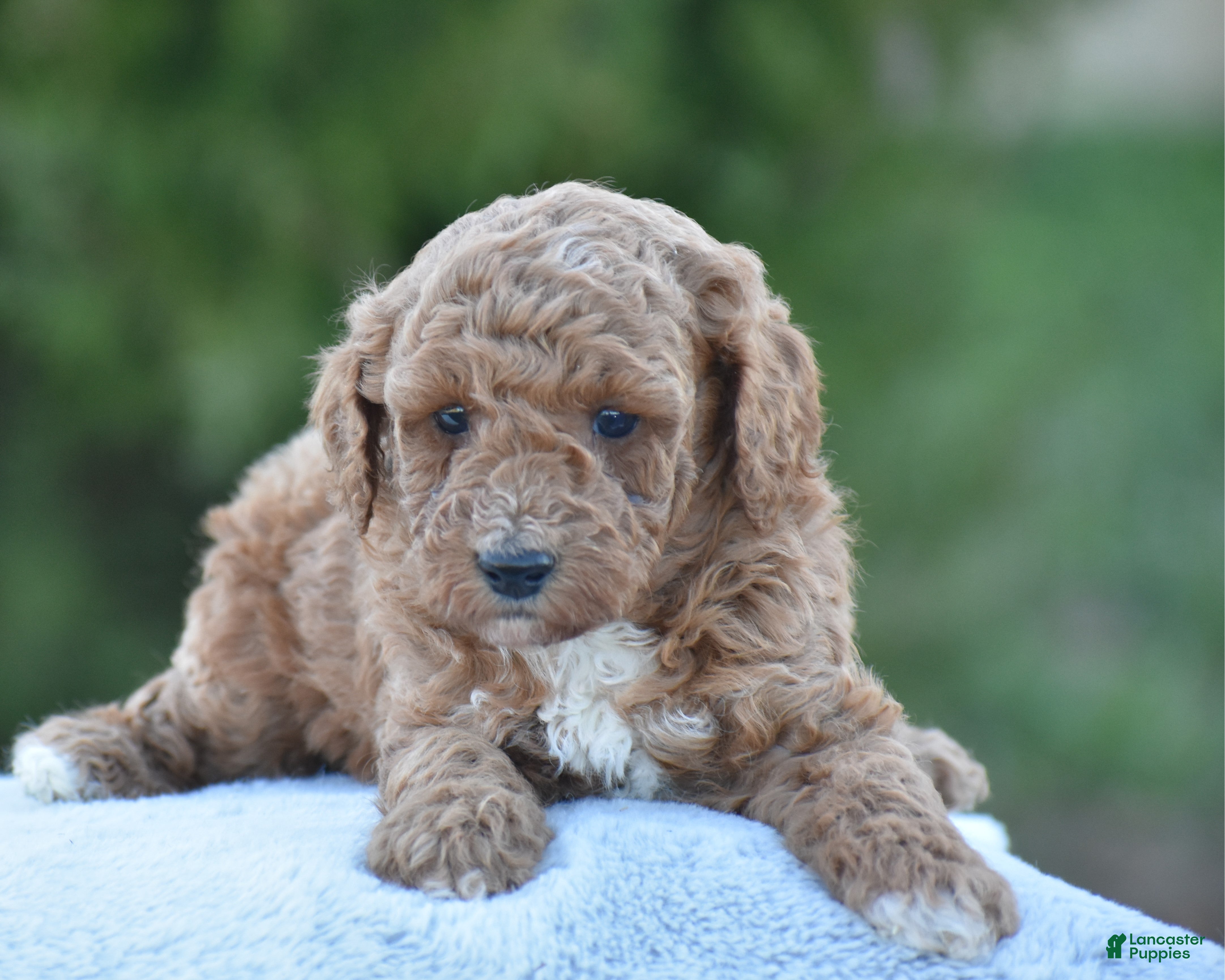 Miniature Poodle dogs Coffee - Ad 1