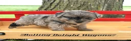 Yorkshire Terrier dogs for sale: Gracie - Ad 3