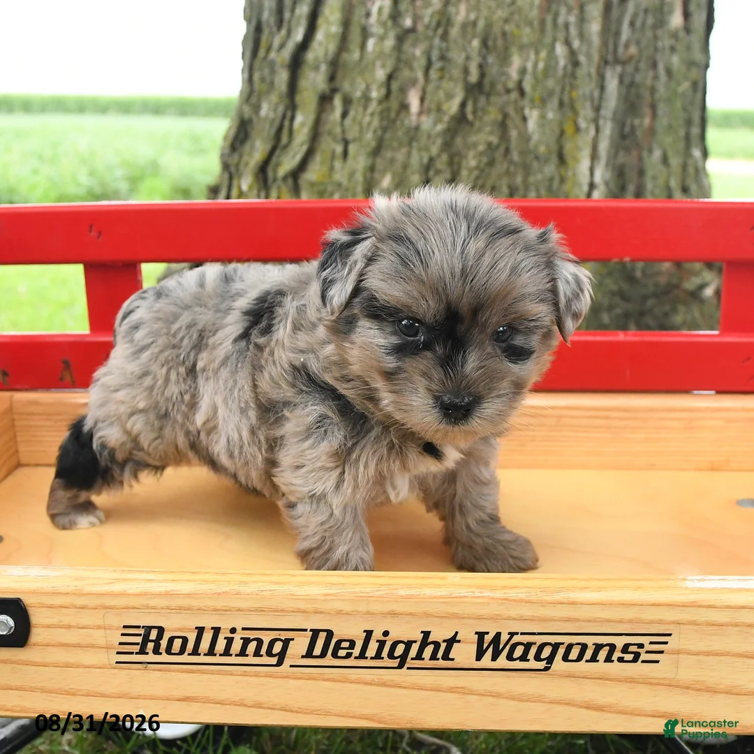 Yorkshire Terrier dogs for sale: Gracie - Ad 3