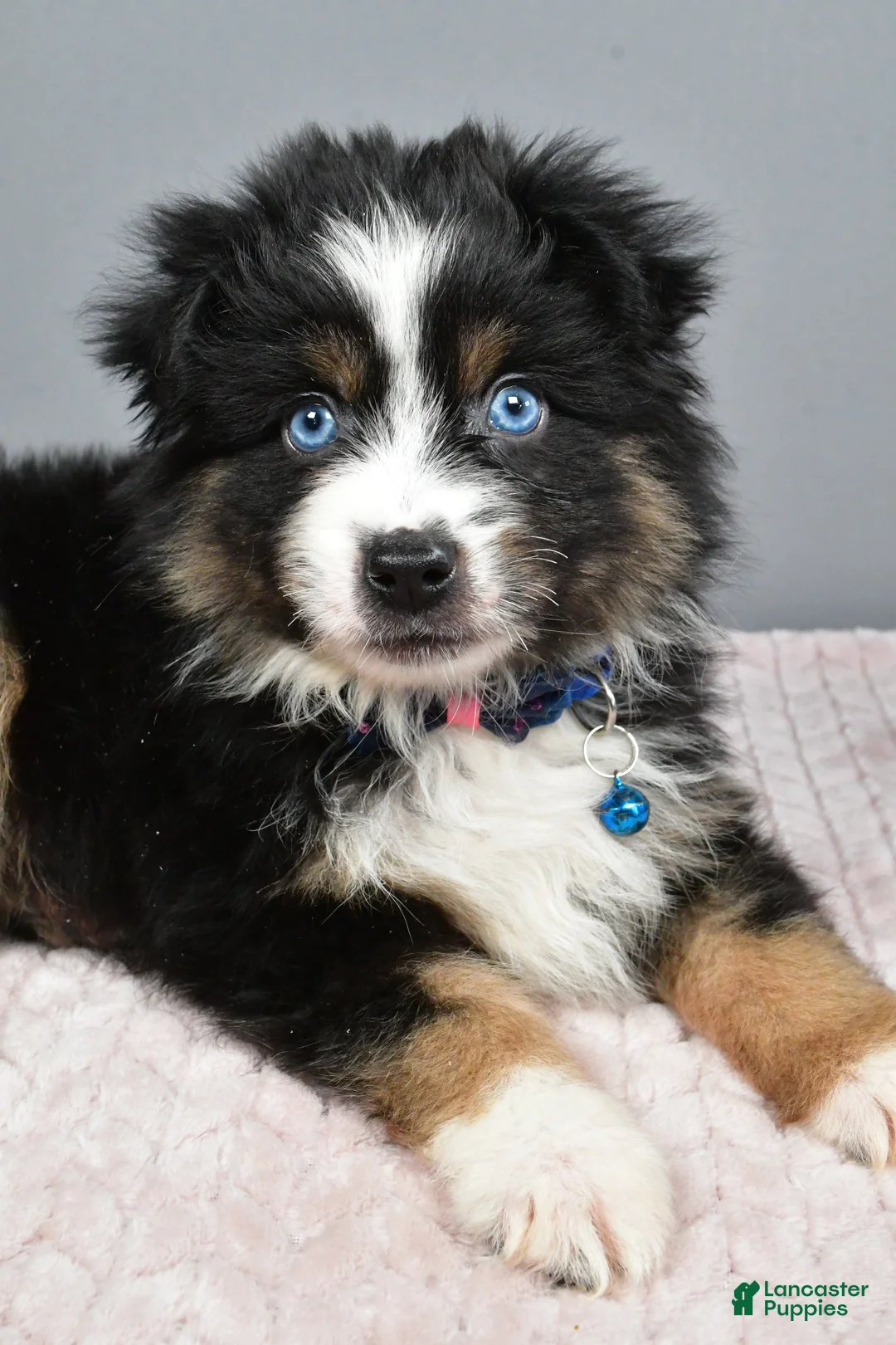 Miniature Australian Shepherd dogs for sale: Rocket - Ad 3