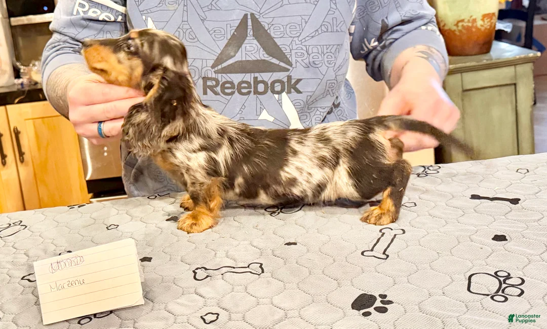 Miniature Dachshund dogs for sale: Polish/Russian Dapple AKC - Ad 1