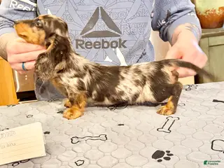 Miniature Dachshund dogs Polish/Russian Dapple AKC - Ad 3