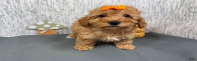 Toy Poodle Puppy 3