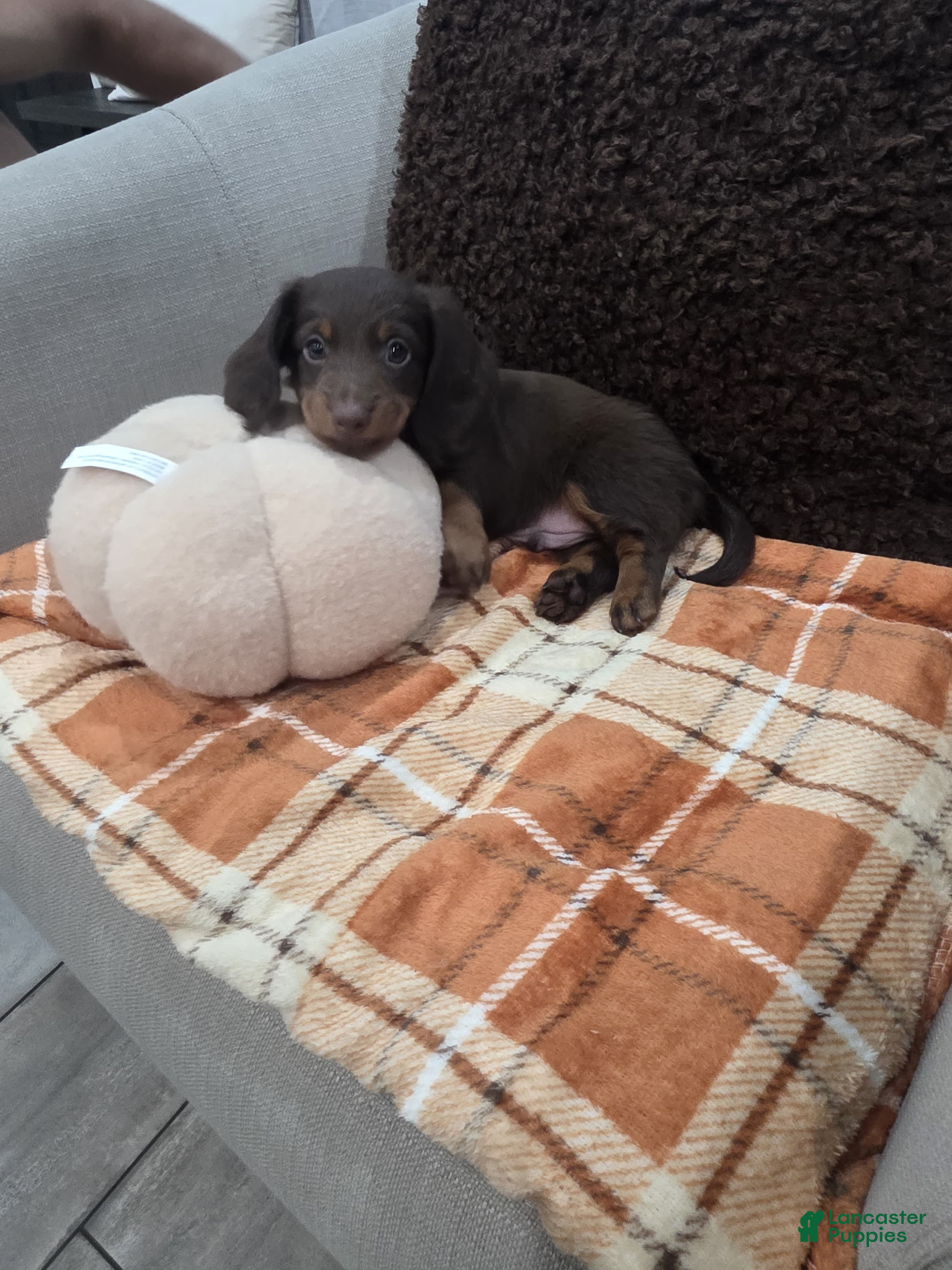 Miniature Dachshund dogs Coco - Ad 13