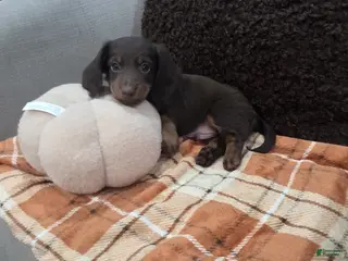 Miniature Dachshund dogs Coco - Ad 4