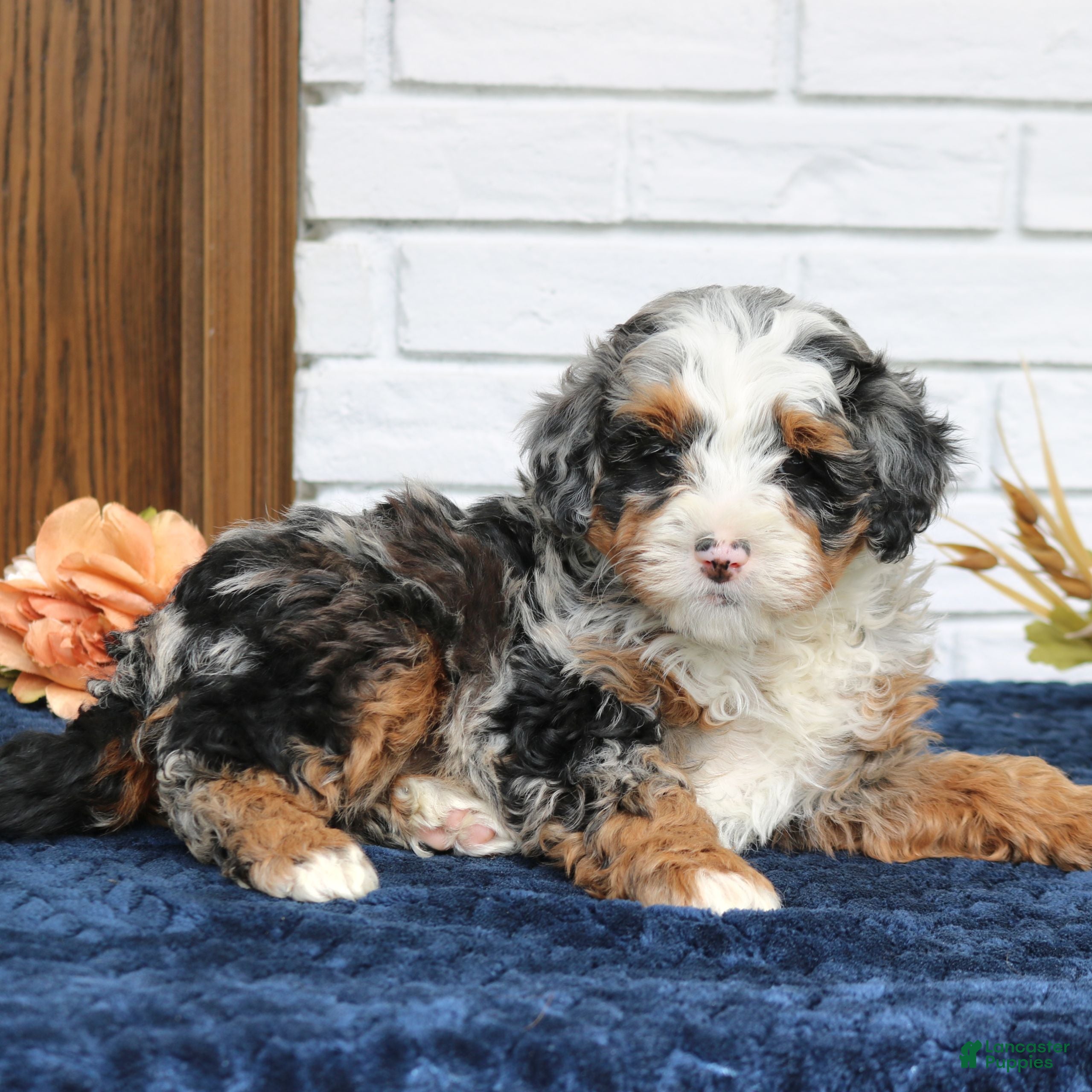 Mini Bernedoodle dogs Kenzie  - Ad 2