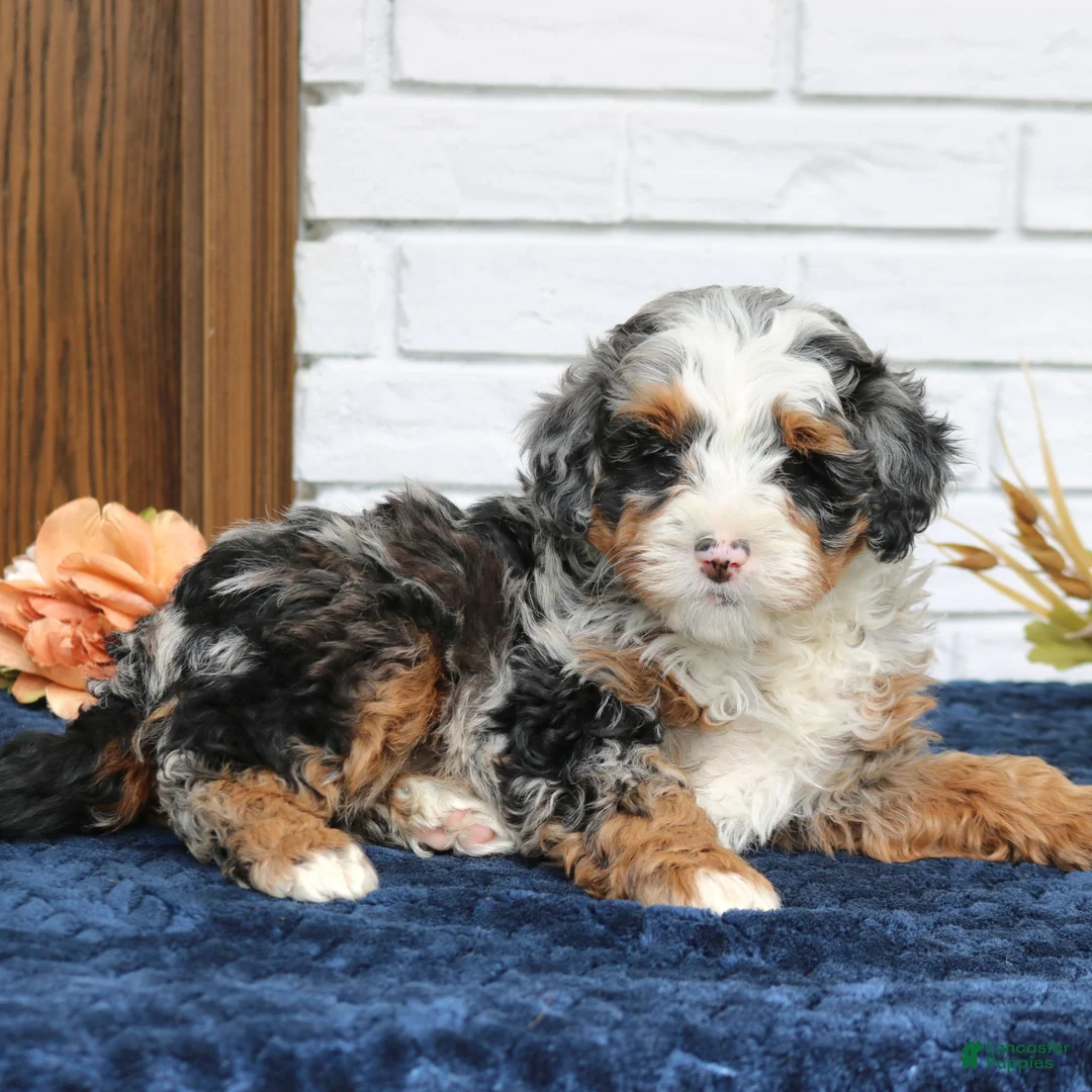 Mini Bernedoodle dogs for sale: Kenzie  - Ad 2
