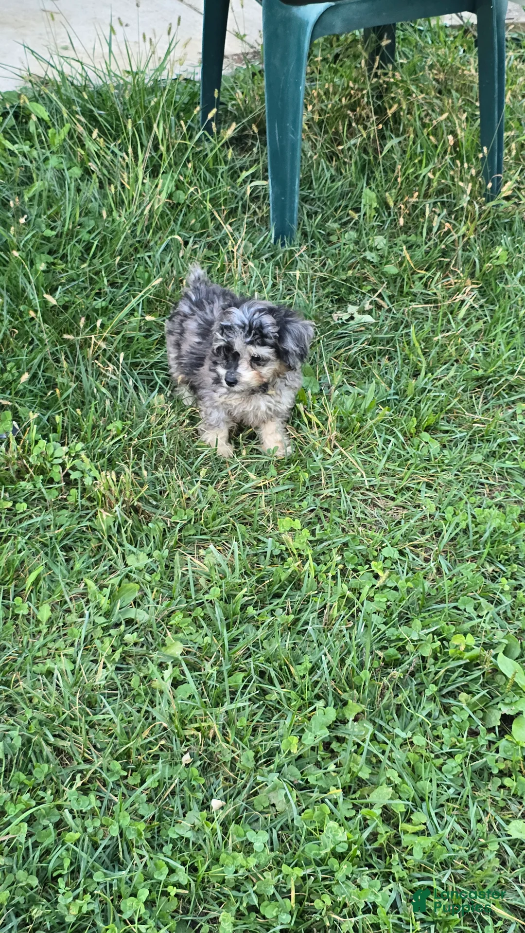 Toy Poodle dogs for sale: Gizmo - Ad 2