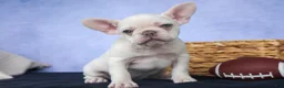 French Bulldog dogs for sale: 💕Jasmine  - Ad 1