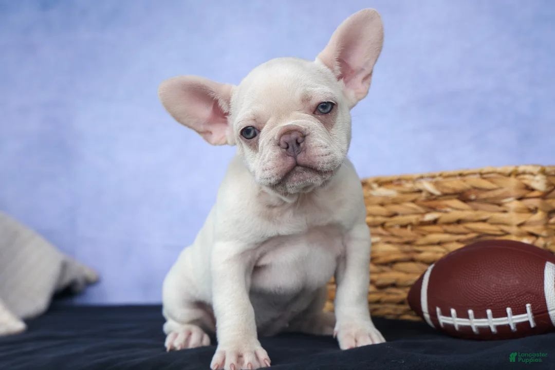 French Bulldog dogs for sale: 💕Jasmine  - Ad 1
