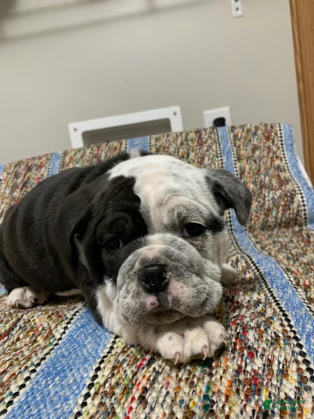 Mixed Breed dogs for sale: Luke - Ad 4