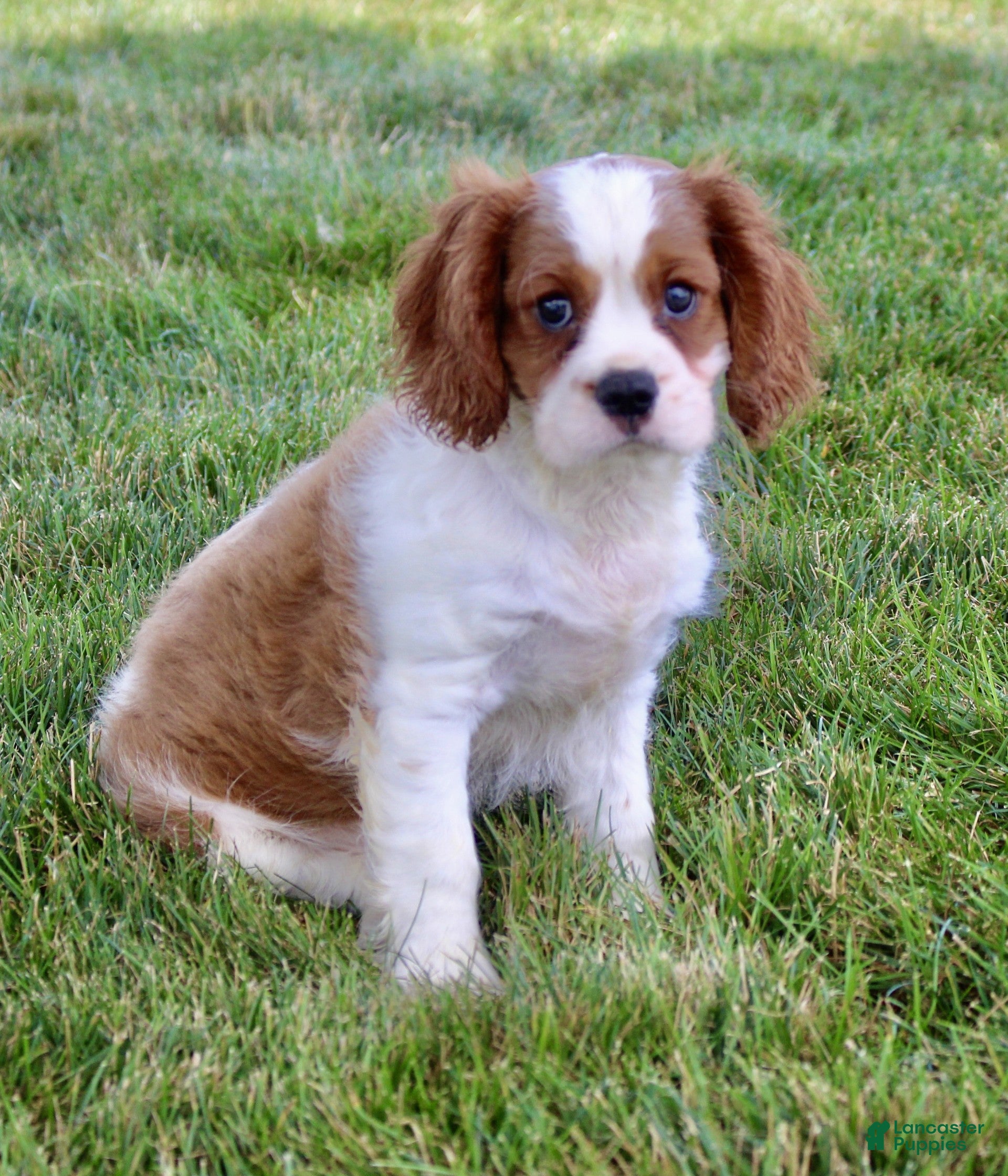 Cavalier King Charles Spaniel dogs Ryder - Ad 2