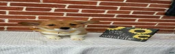 Welsh Corgi Pembroke dogs for sale: Bruno - Ad 6