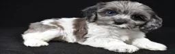 Cockapoo dogs for sale: Skye - Ad 7