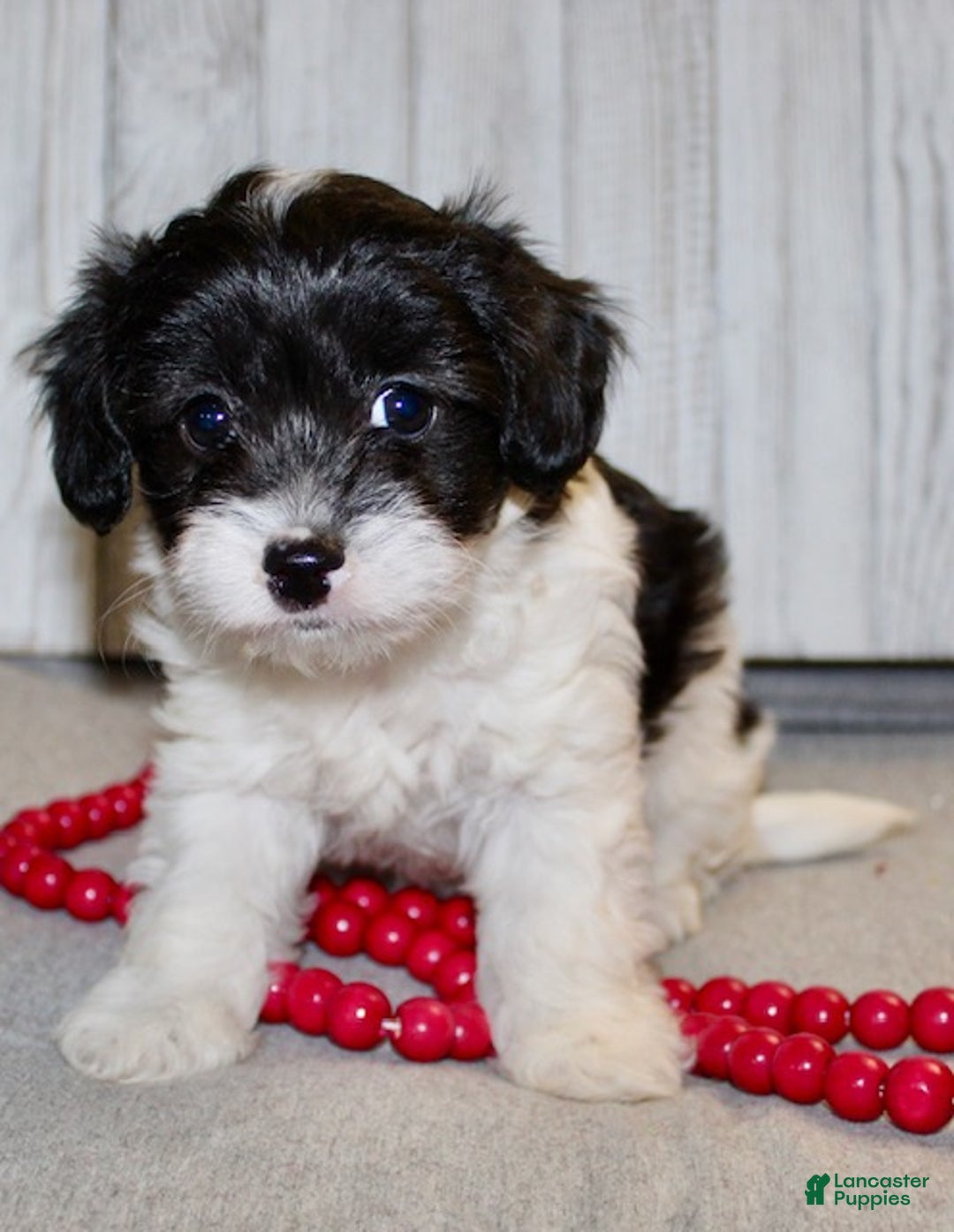 Cavapoo dogs for sale: Shirley - Ad 4