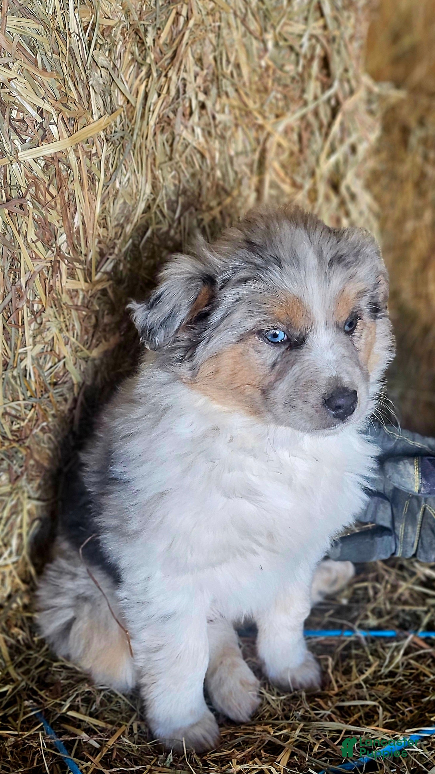 Mixed Breed dogs Cookie - Ad 12