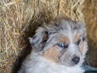 Mixed Breed dogs Cookie - Ad 12