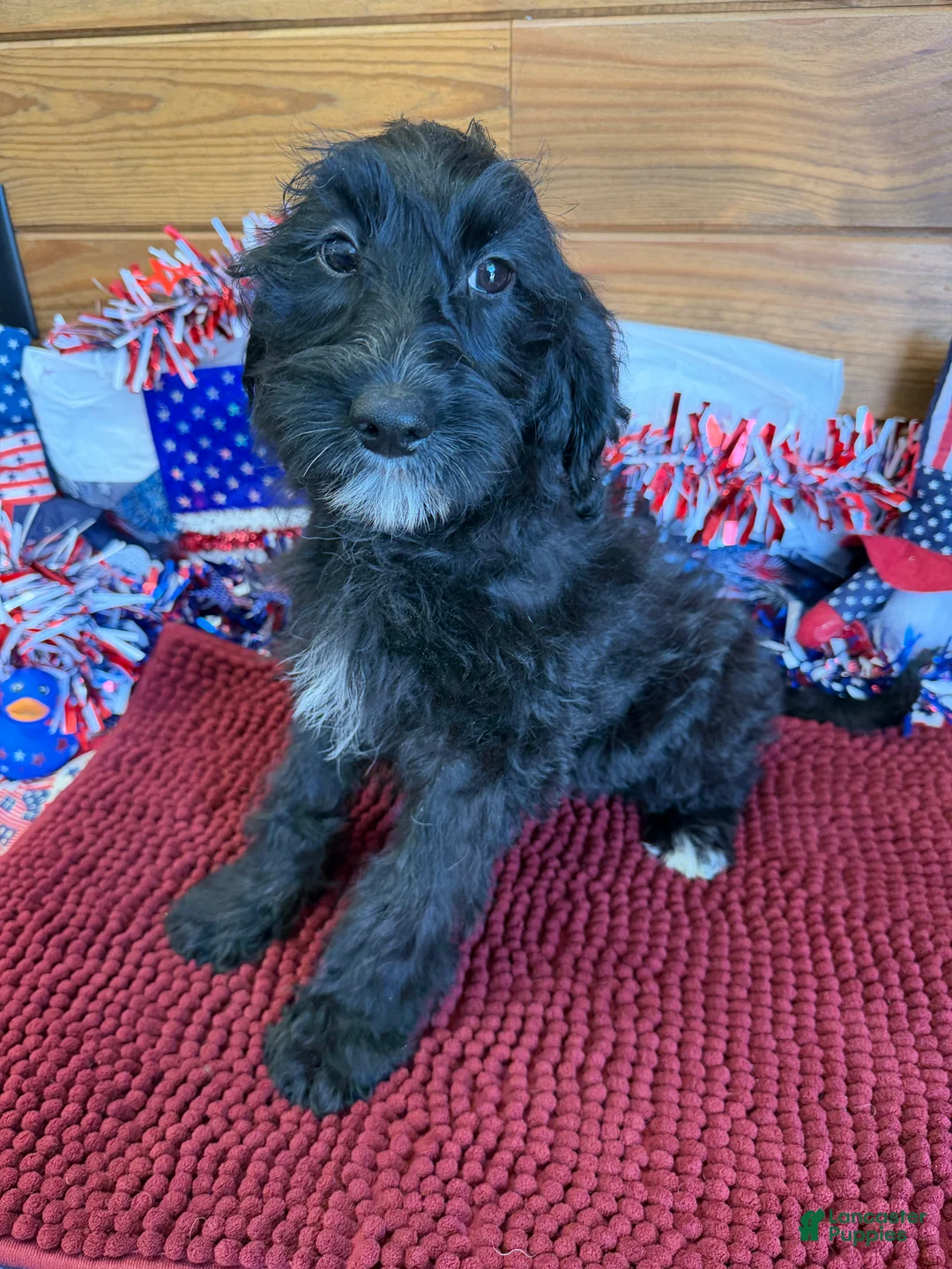 Labradoodle dogs for sale: Jet - Ad 3