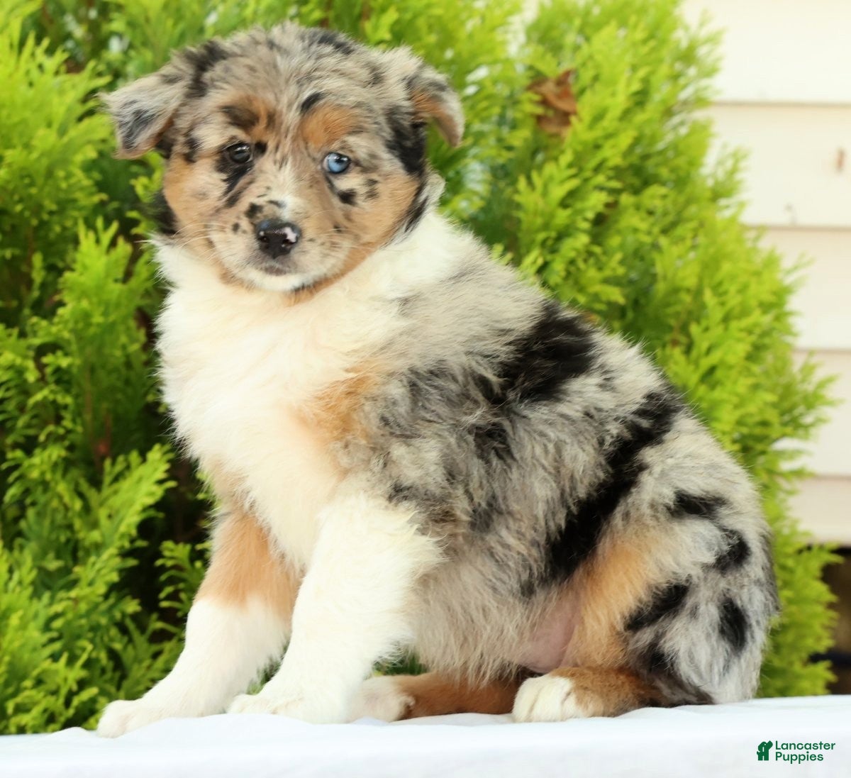 Australian Shepherd dogs for sale: Butterfly - Ad 2