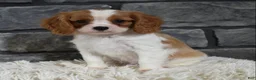 Cavalier King Charles Spaniel dogs for sale: Rocco  - Ad 5