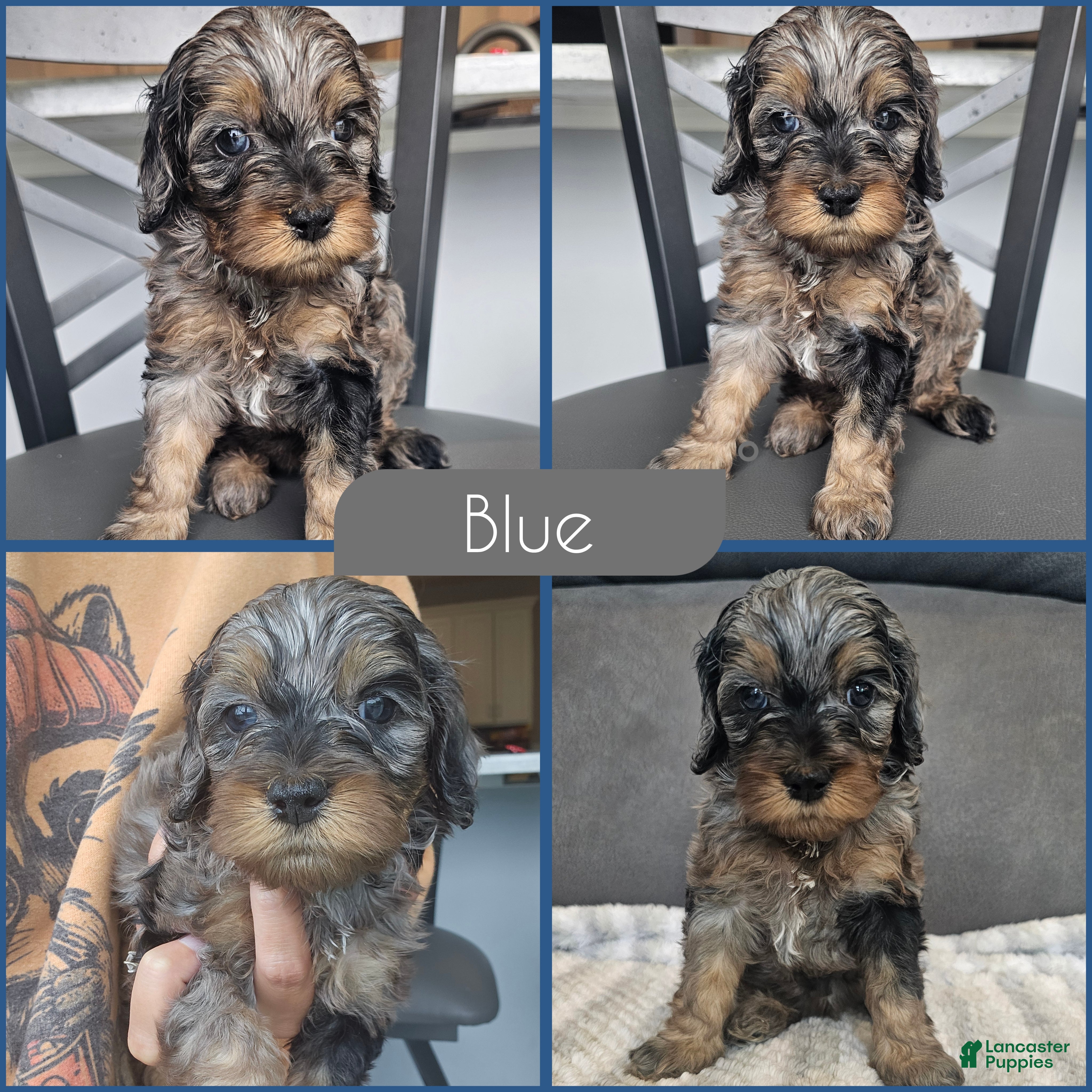 Cockapoo dogs Blue - Ad 1