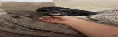 Miniature Schnauzer 2
