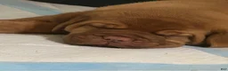 Dogue De Bordeaux dogs for sale: Dogue De Bordeaux 1 - Ad 4