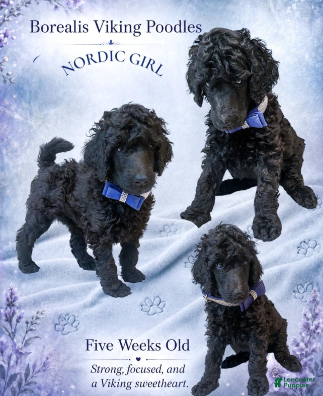 Standard Poodle dogs Blue Nordic Girl - Ad 16