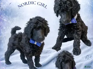 Standard Poodle dogs Blue Nordic Girl - Ad 16