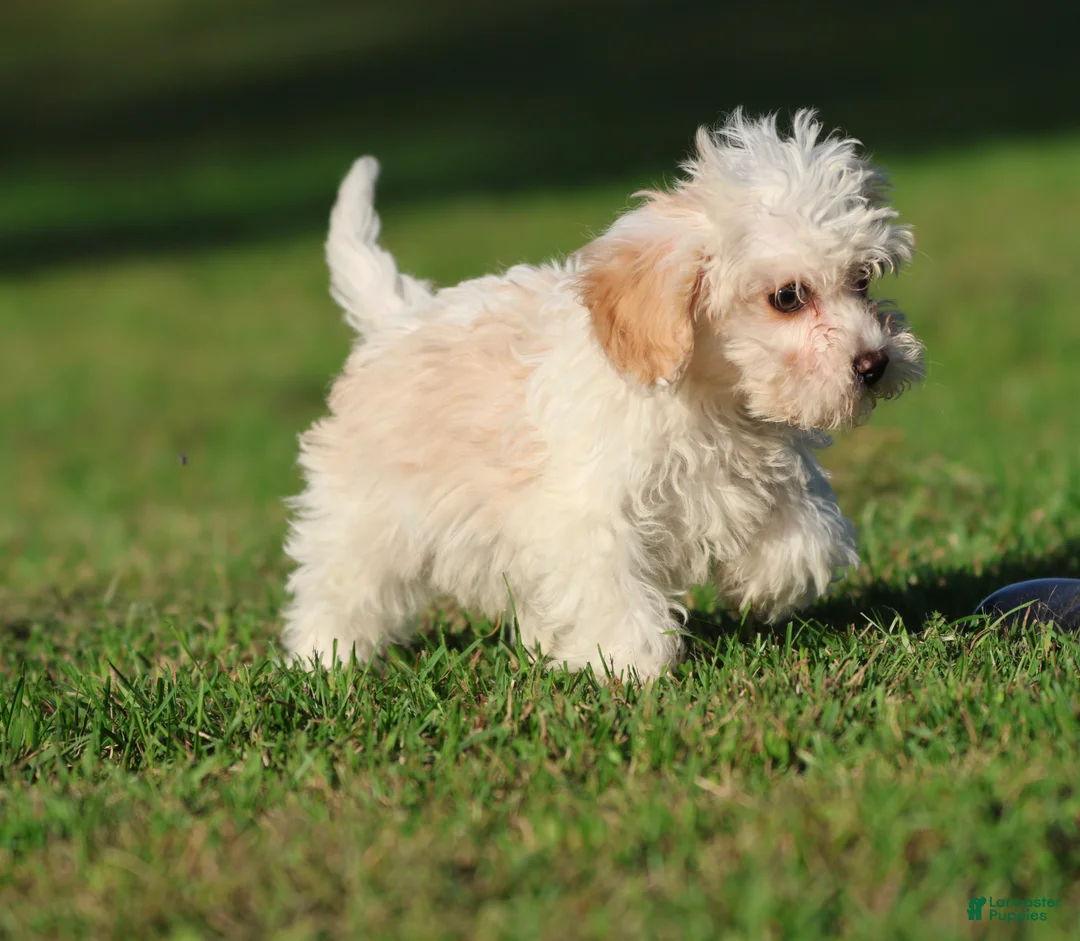 Cavapoo dogs for sale: Casper - Ad 2