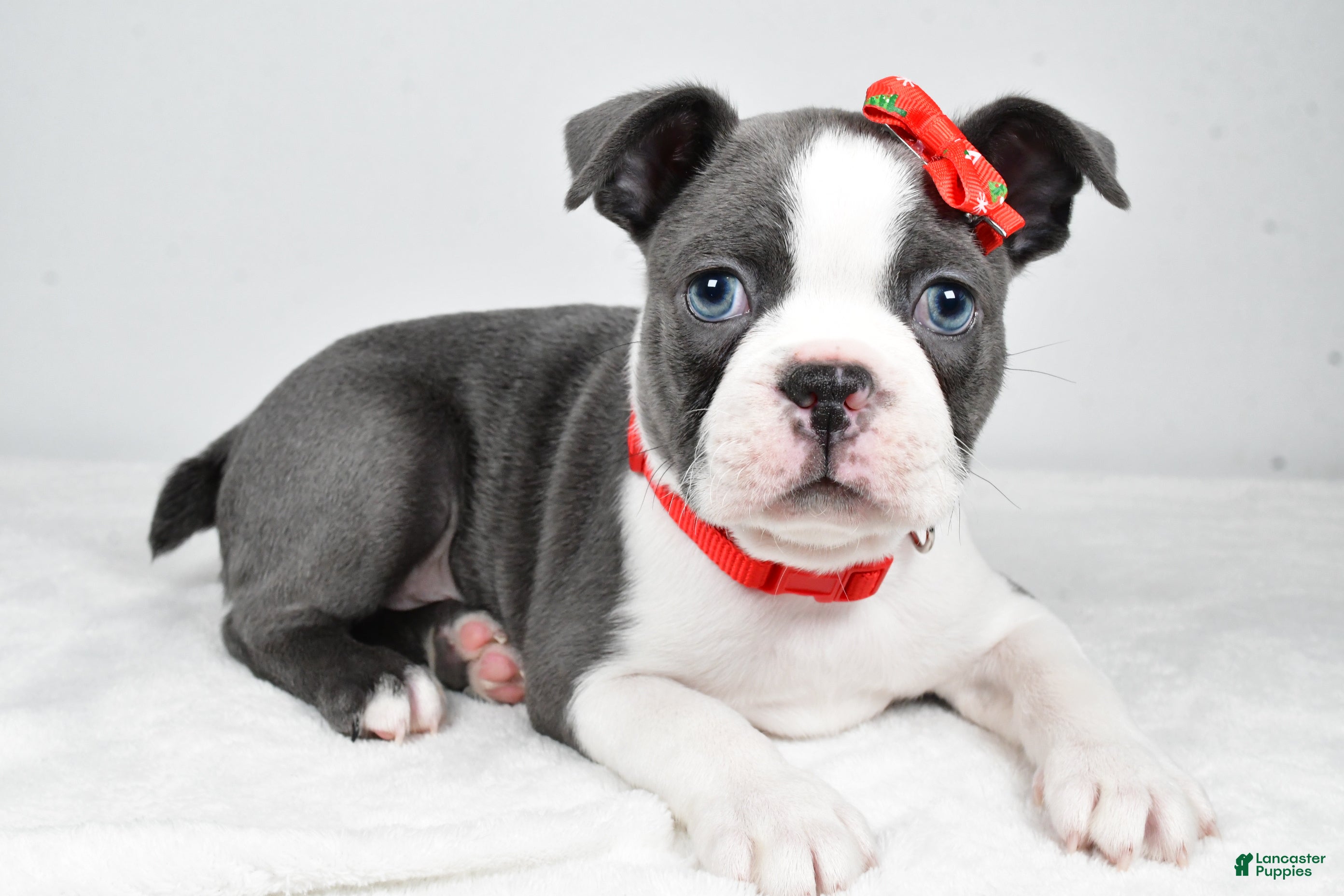 Boston Terrier dogs Hudson - Ad 31