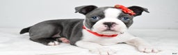 Boston Terrier dogs for sale: Hudson - Ad 1