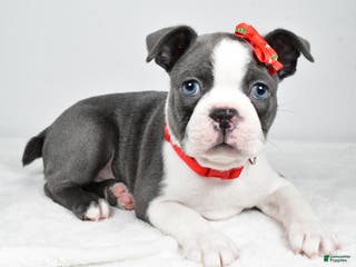 Boston Terrier dogs Hudson - Ad 9