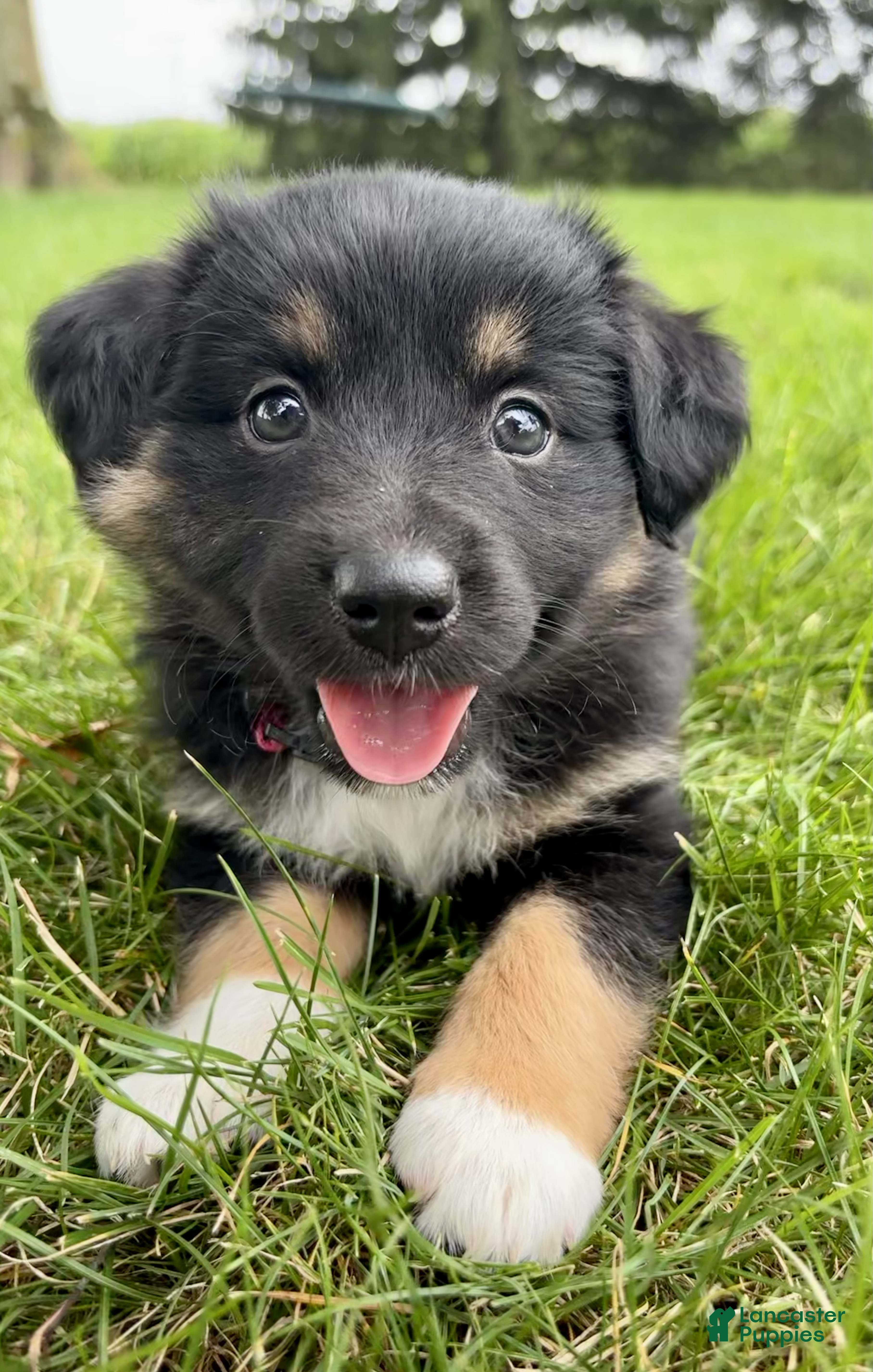 Miniature Australian Shepherd dogs Faye Miniature Australian Shepherd  - Ad 2