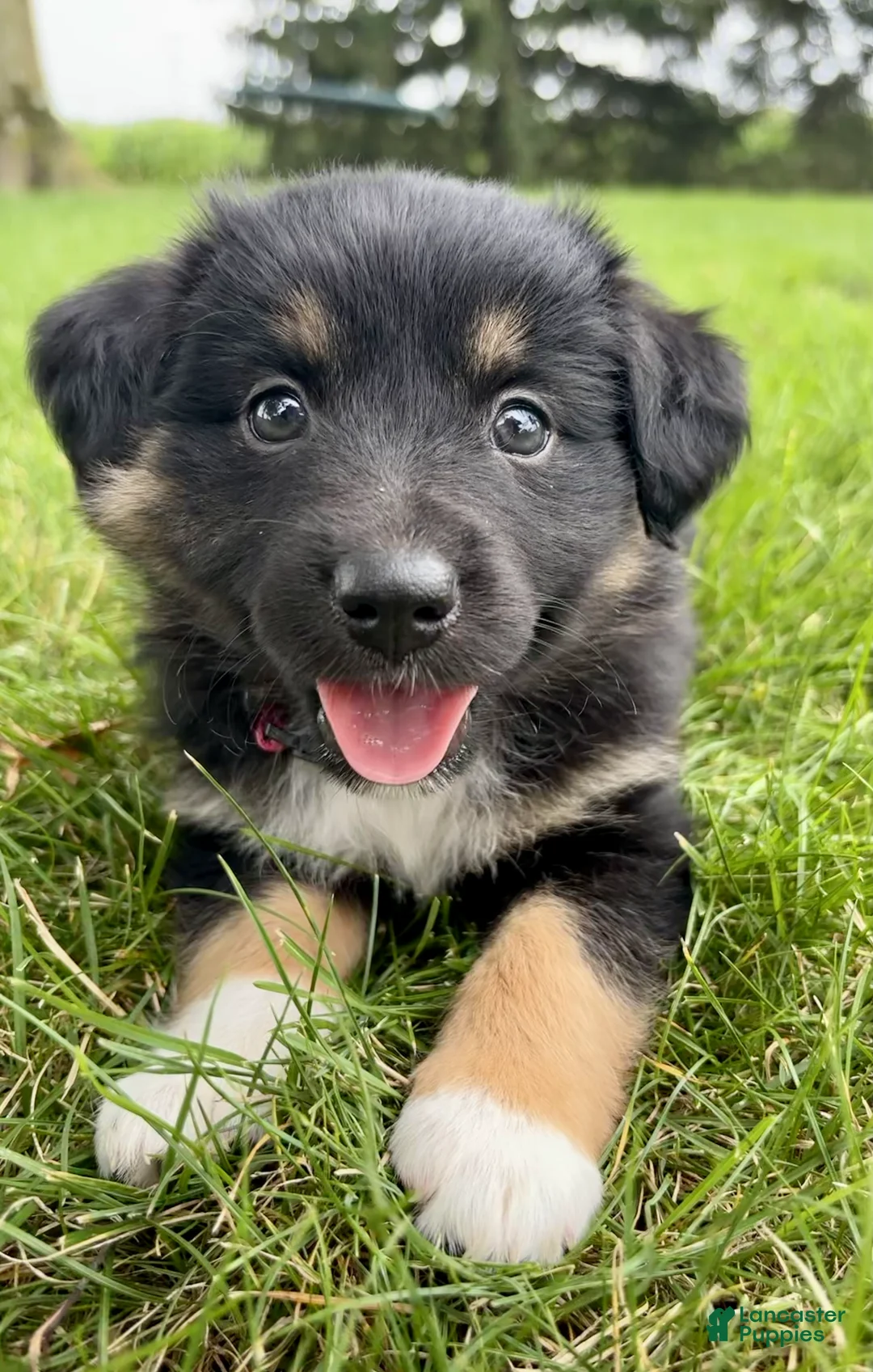 Miniature Australian Shepherd dogs for sale: Faye Miniature Australian Shepherd  - Ad 2