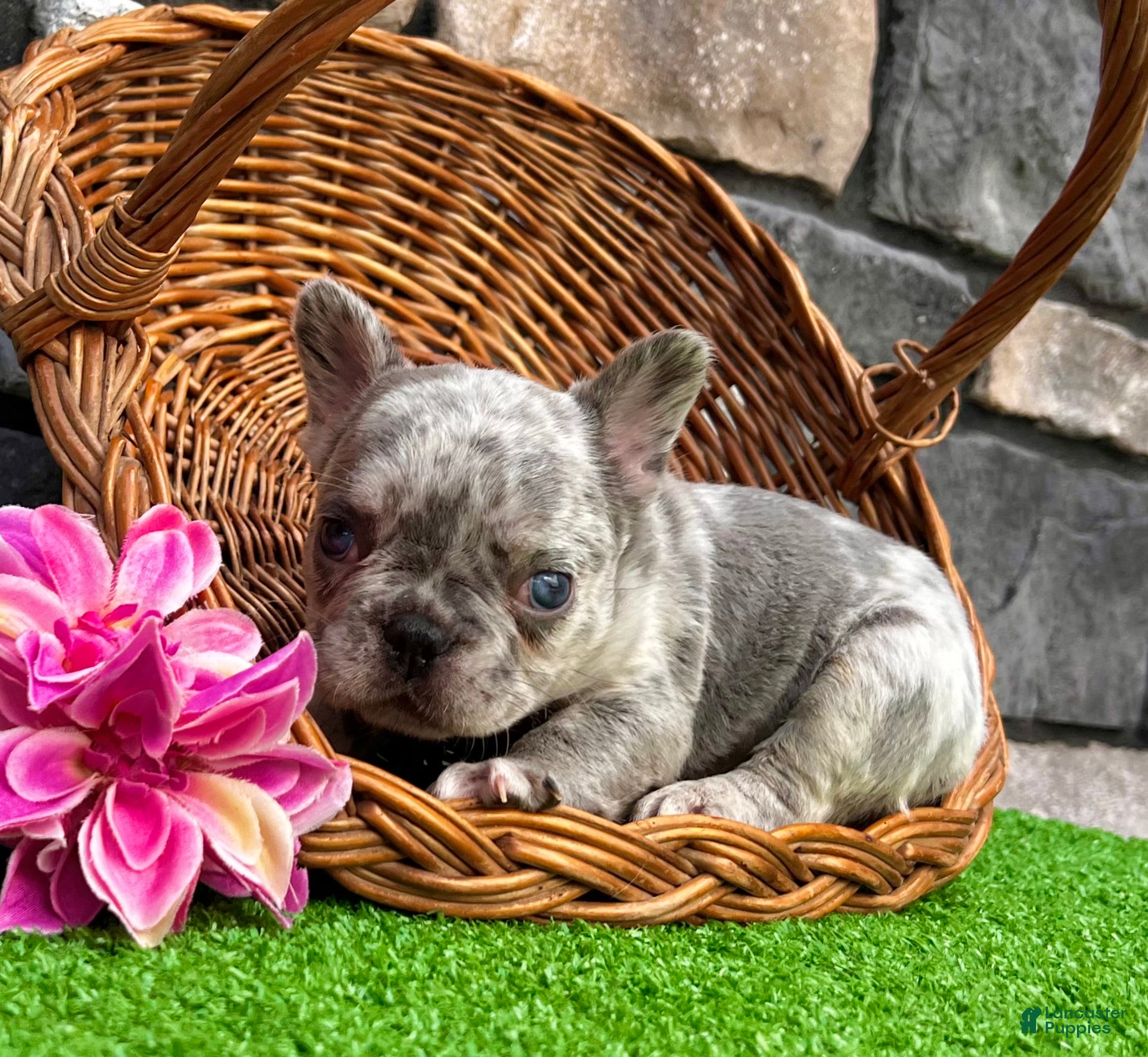 French Bulldog dogs Holly - Ad 2