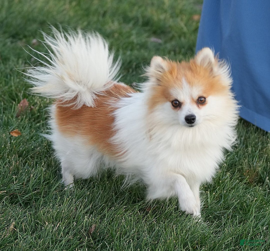Pomeranian dogs for sale: Lexie - Ad 10