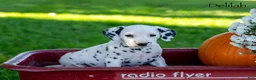Dalmatian dogs for sale: Delilah  - Ad 2