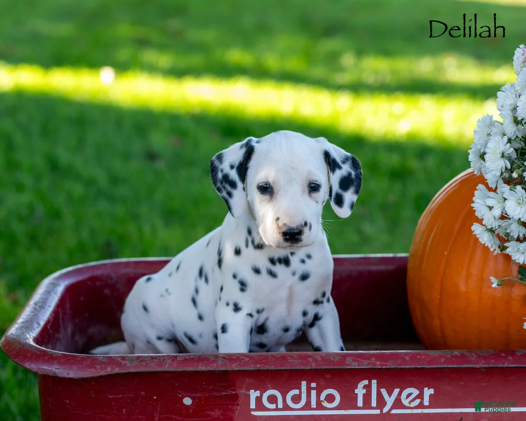 Dalmatian dogs for sale: Delilah  - Ad 2