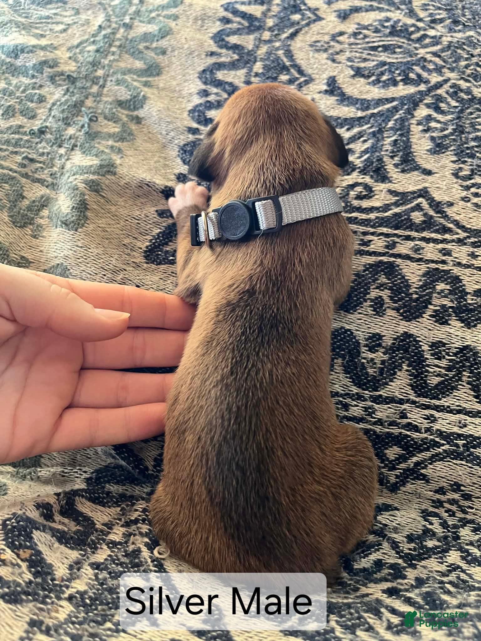 Boxer dogs Silver Male  - Ad 21