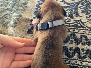 Boxer dogs Silver Male - Ad 21