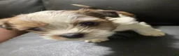 Mixed Breed dogs for sale: Unique - Ad 13