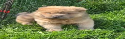 Shar Pei dogs for sale: Nacho  - Ad 6