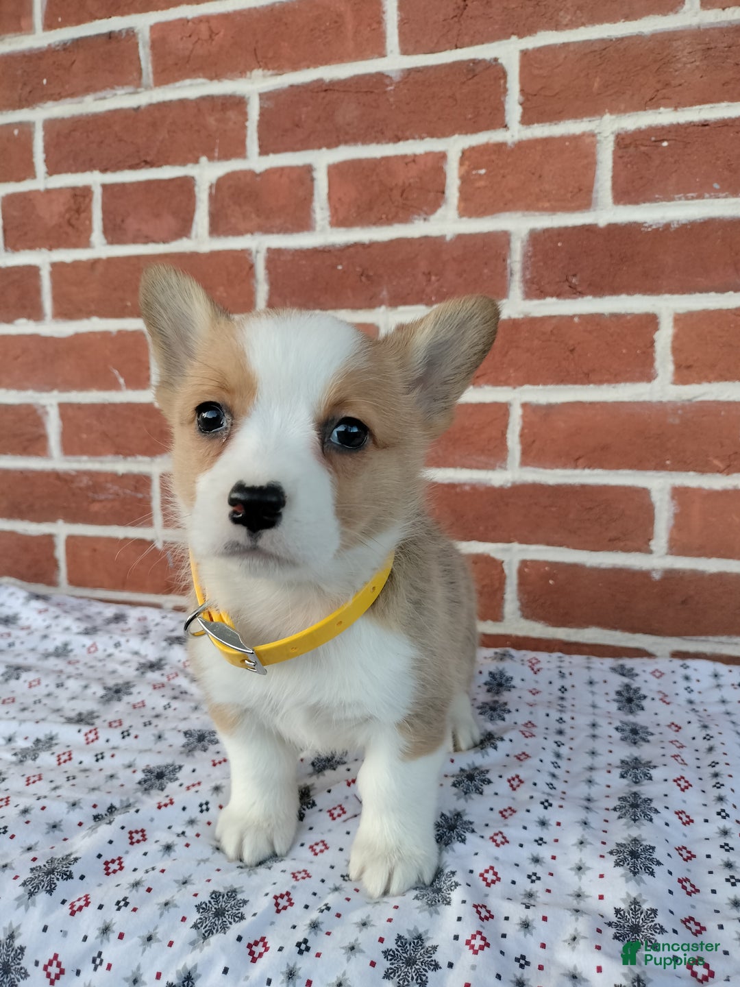 Welsh Corgi Pembroke dogs for sale: Muffin  - Ad 4