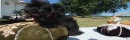 Pomapoo dogs for sale: Pomapoo 1 Melanie - Ad 1