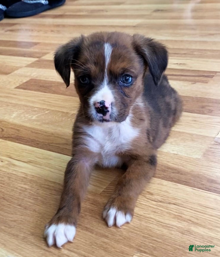 Mixed Breed dogs Lani - Ad 5