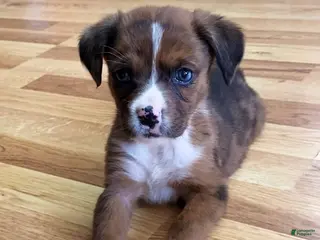 Mixed Breed dogs Lani - Ad 5